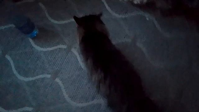 Кот Марс. Утренние ласки. смотреть онлайн
