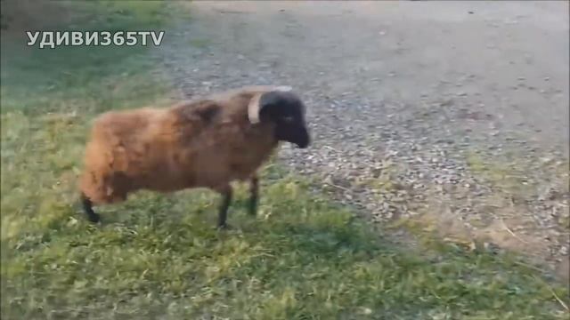 Бараны атакуют! Cказка про барана смотреть онлайн