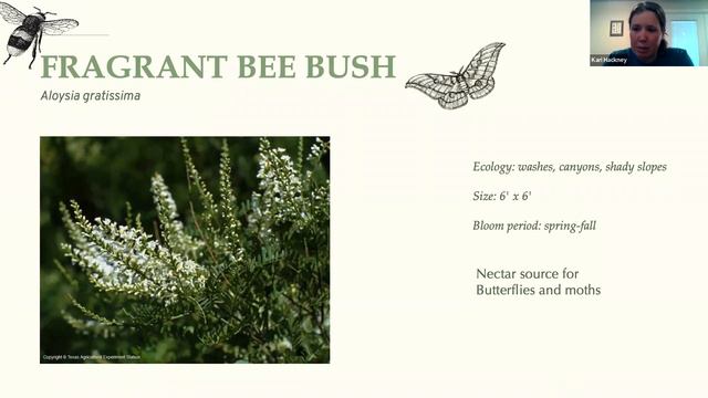 Spring Native Plant Sale Selection Guide смотреть онлайн