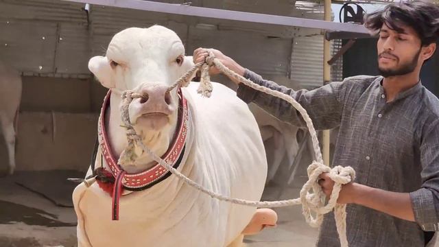 Royal Cattle Farm (Part 1) - Huge Nukhra - Fateh Jang Bulls 2023 - Cow Mandi 2023 -Bakra Mandi 2023 смотреть онлайн