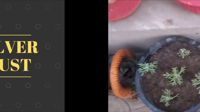 Top 5 instant growing cuttings of summer plants смотреть онлайн