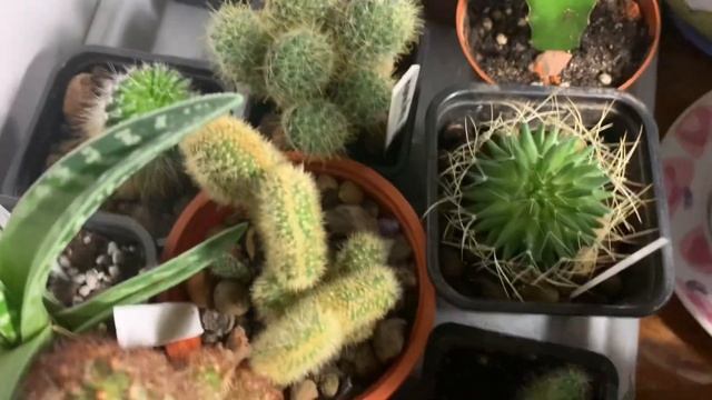 Маммиллярия вильда, дала бутоны, жду цветов #cactus #plant #succulent смотреть онлайн