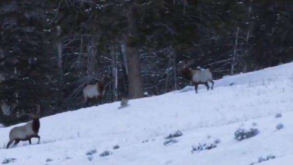 ДУША МОЯ С ВОЛЧЬЕЙ СХОЖАЯ