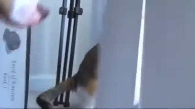 Не очень добрый кот смотреть онлайн