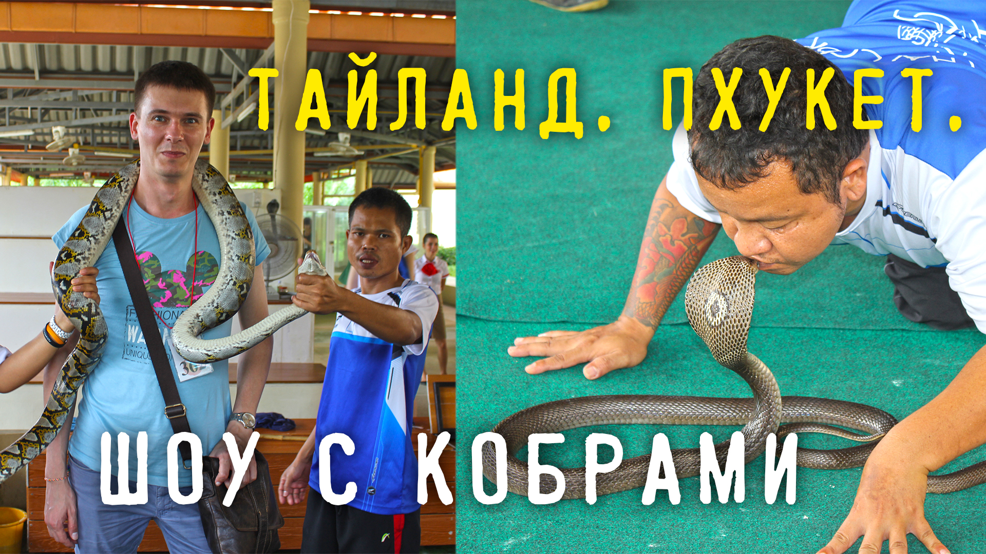 Шоу с кобрами