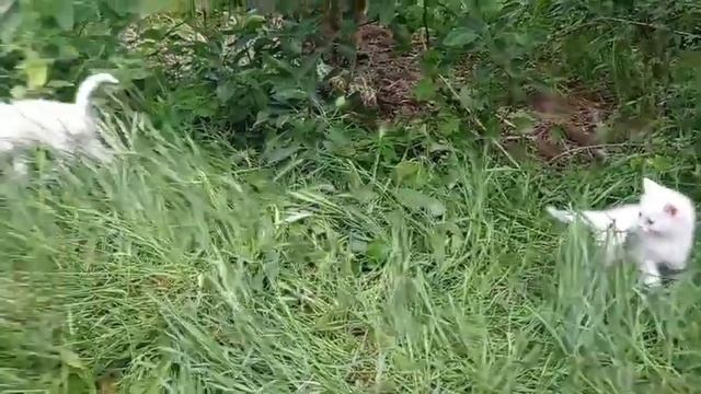 котята турецкая ангора короткошерстный и помесь турецкая ангора и персидский со средней длинной шер