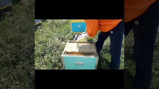 Подготовка пчёл к зиме. Клещ - основная проблема зимой для пчёл. Полоски апиваро. смотреть онлайн