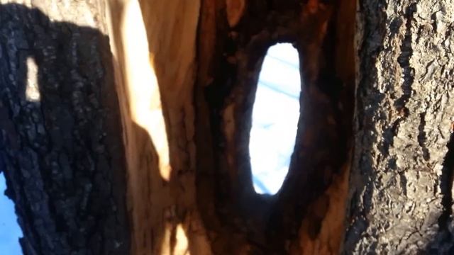 Колодное пчеловодство,Kolodniy Beekeeping