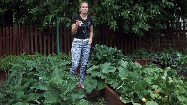 ОСТОРОЖНО!!! Почему гниют завязи кабачков ☘ Сохнет кончик кабачка ☘ Лечение кабачков от болезней смотреть онлайн