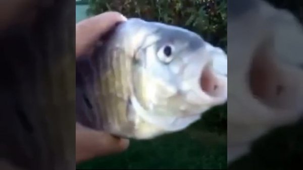 killer fish from san diego but a vine boom sound effect plays everytime he says killer fish