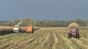 Уборка Силоса CLAAS Jaguar 850 / МТЗ 3022 Беларус !