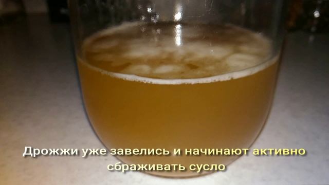 Дрожжевой стартер пивных дрожжей. Разбраживание пивных дрожжей для домашнего пива. смотреть онлайн