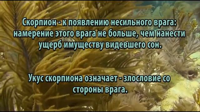 К чему снится Скорпион сонник, толкование сна смотреть онлайн