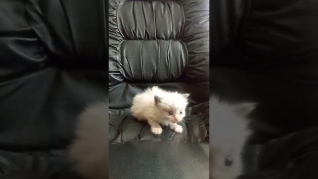 ПРОДАЖА котята RagDoll Кошка кукла 005 смотреть онлайн