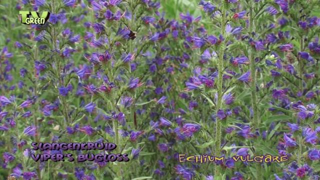 Flora View: Slangenkruid - Echium Vulgare - Viper's Bugloss