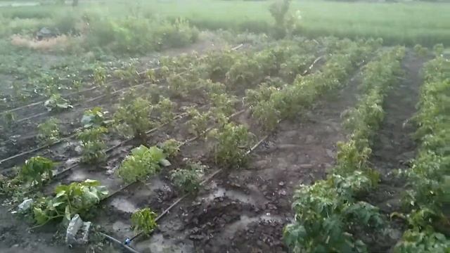 Индивидуальный полив и анекдот. смотреть онлайн