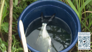 Ежегодные ограничения для любителей рыбалки сняли в Вологодской области