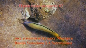 Приятные встречи 67 Барабулька зубатая длинноусая точка-тире под душевную музыку Моцарта Rondò Venez