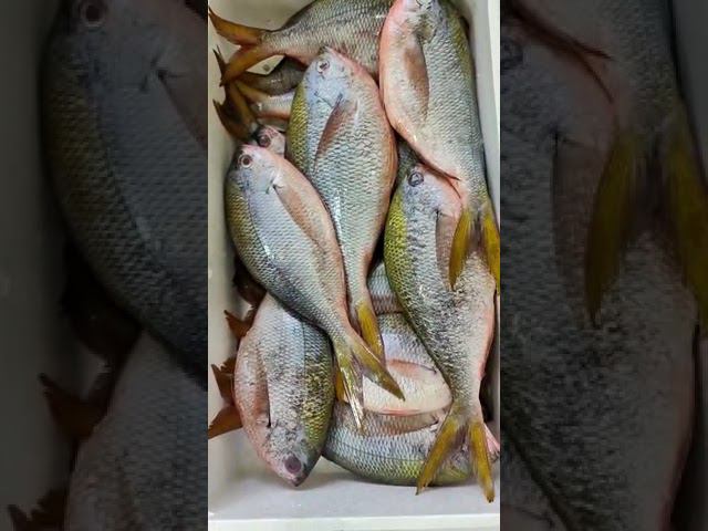 Дорадо желтоперый смотреть онлайн