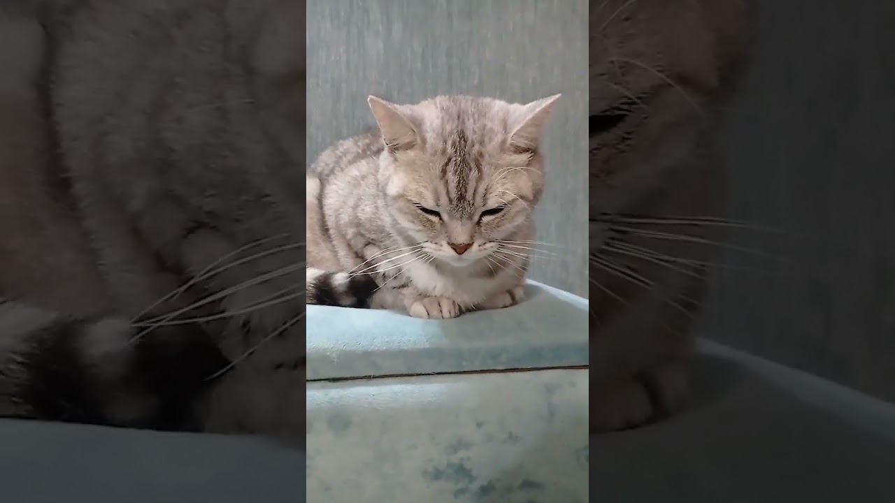 Насколько процентов я милый котик? #Shorts смотреть онлайн