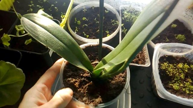 Посеяла 50 сортов томатов. Рассада цветов. смотреть онлайн