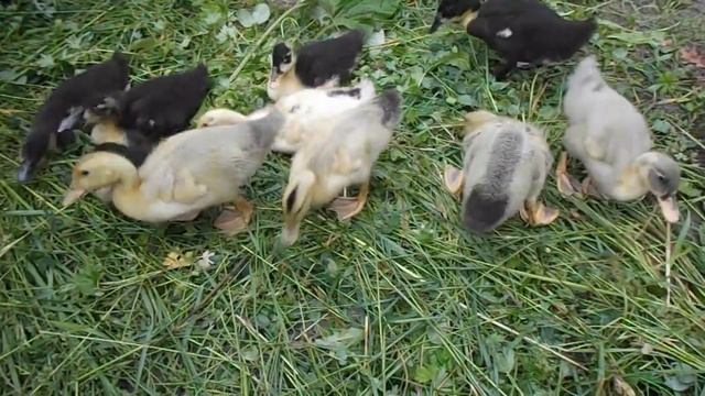Трава для утят Мини-Бассейн для утят в 3 недели.Башкирские утята. смотреть онлайн