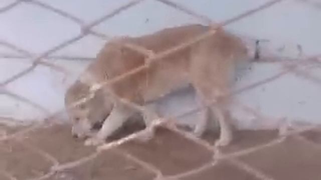 Алабай Туркестан смотреть онлайн