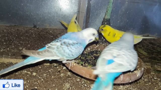 Love Birds Food || Lovebirds Food List смотреть онлайн