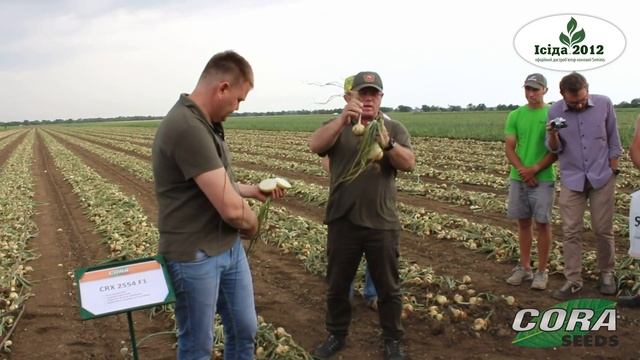 Обзор лука CRX 2554 F1 от компании Cora Seeds смотреть онлайн