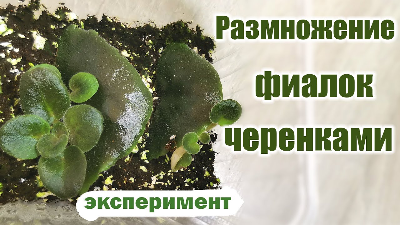 Размножение фиалок черенками. Разные способы. Результаты экспериментов. смотреть онлайн