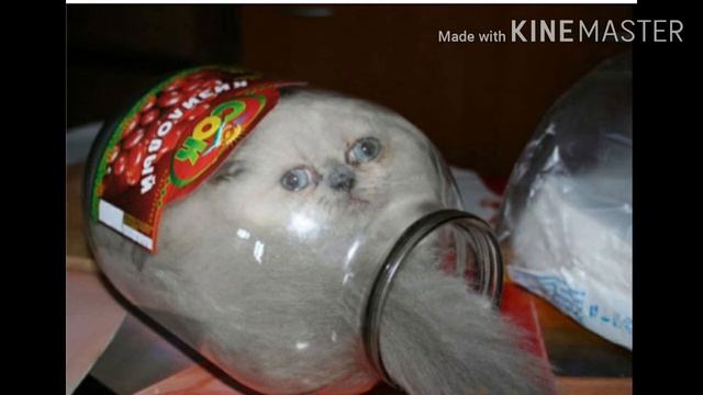 Я ржал 3 часа| смешные и милые коты| часть 2 смотреть онлайн