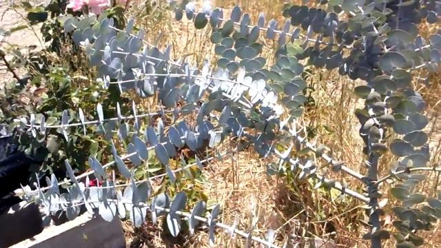 Eucalyptus Baby Blue. смотреть онлайн