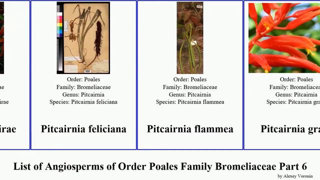 List of Angiosperms of Order Poales Family Bromeliaceae Part 6 pitcairnia puya portea strap pina смотреть онлайн
