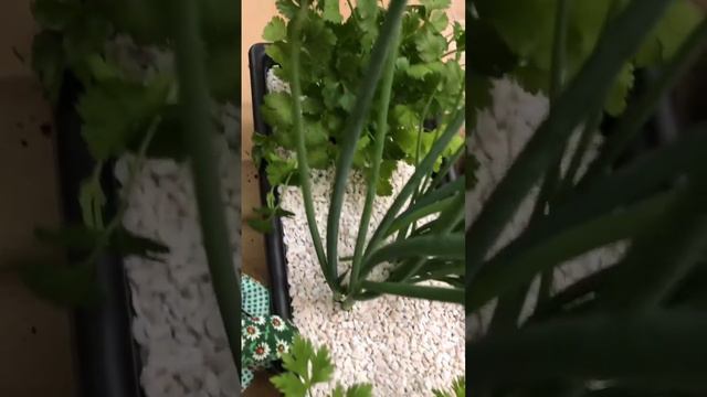 TEMPEROS FRESCOS na cozinha! #majericao #tomilho #alecrim #coentro #cebolinha #salsa #jardinagem🌱✅ смотреть онлайн