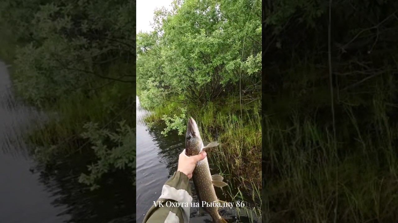 Жор щуки #рыбалка #щука #спининг #fishing #pike #pikefishing #perch смотреть онлайн
