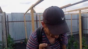 Караул!!! Чёрная тля на огурцах чем обработать.