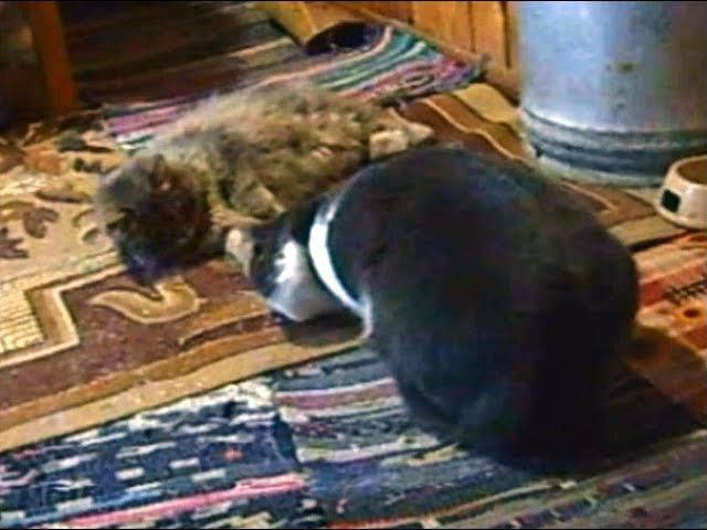 Как Шурка учил Пухлю мышей есть смотреть онлайн