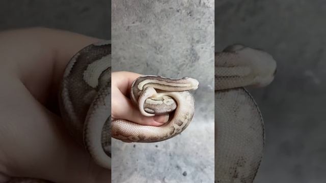 Королевский Питон Наяда / ball python cinnamon phantom pastel fire смотреть онлайн