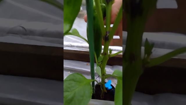 ПЕРЕЦ Грядка№2 Завязи /сладкий Каптур, Портека, Тамара 2022июль14 смотреть онлайн