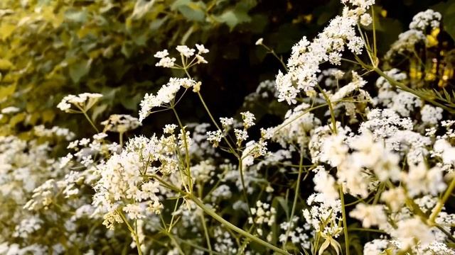 Домашнее задание фотокружка. Видеоэтюд. Автор: Вероника Соколова (8 Б класс). смотреть онлайн