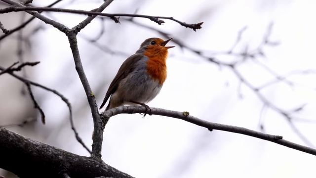 Дневник натуралиста. Дрозды-Червееды смотреть онлайн