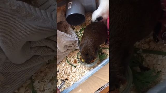 Пахом и Зорро едут на дачу, самодельный дачный дом смотреть онлайн