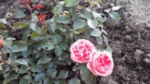 Роза " КИМОНО ".