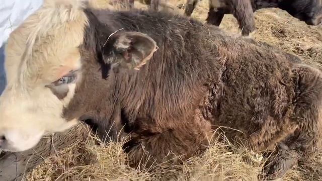 Бычки смотреть онлайн