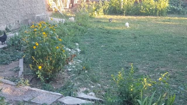 Много е хубаво на село да гоним пиленцата 20220719 195718 смотреть онлайн