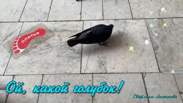 Голубь! Кормлю голубя! Ох, уж эти птички! смотреть онлайн