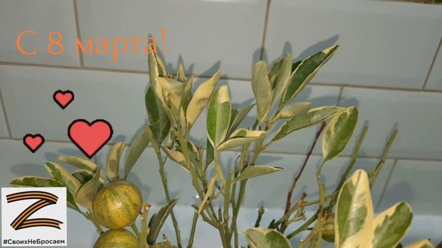 Цитрофортунелла или Каламондин Вариегатный. Calamondin Citrofortunella Microcarpa Variegated.