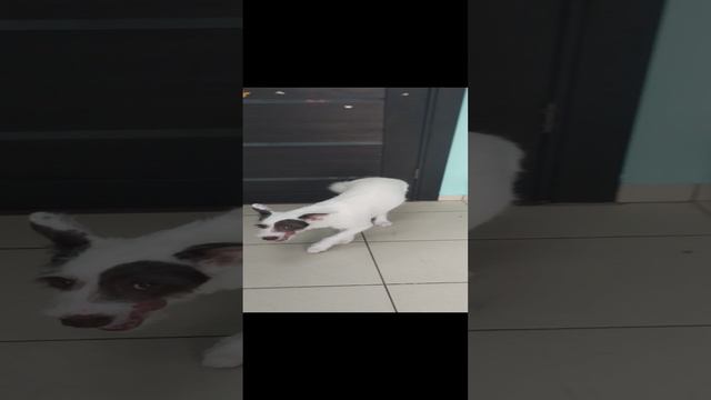 забавный Лаки 😍А глаза то,глаза какие....🤩