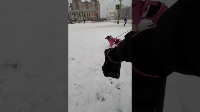 Самая недоверчивая порода собак. Фотосессия для собачки смотреть онлайн