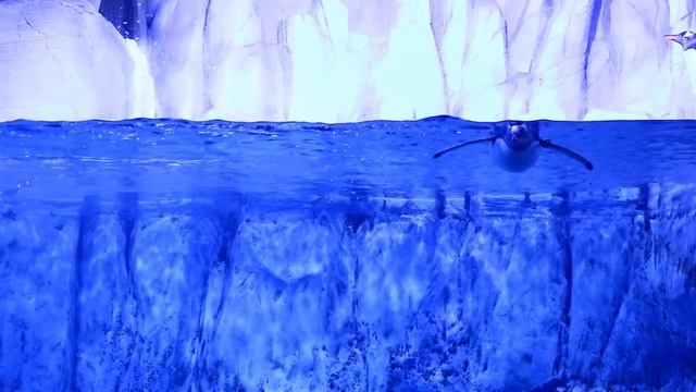 Интересные факты про пингвина(Interesting facts about the penguin). смотреть онлайн